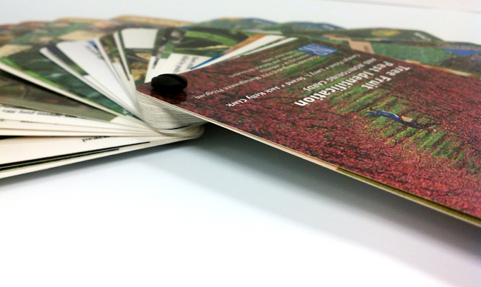 eco-friendly brochure printing